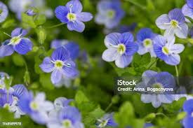 Attēlu rezultāti vaicājumam “Veronica filiformis”