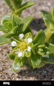 Attēlu rezultāti vaicājumam “Honckenya peploides leaf”