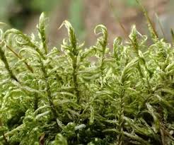 Attēlu rezultāti vaicājumam “Sanionia uncinata”