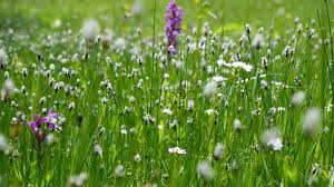 Attēlu rezultāti vaicājumam “Eleocharis uniglumis flower”