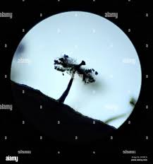 Attēlu rezultāti vaicājumam “Didymium nigripes spores”