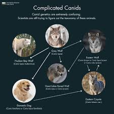 Attēlu rezultāti vaicājumam “Canis lupus familiaris”