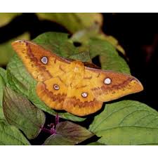 Attēlu rezultāti vaicājumam “Rhabdoweisia fugax”