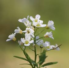 Attēlu rezultāti vaicājumam “Cardamine amara”