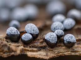 Attēlu rezultāti vaicājumam “Physarum bryocorticola”