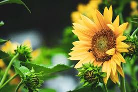 Image result for Sonnenblume
