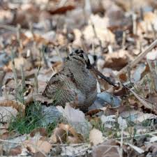 Attēlu rezultāti vaicājumam “Scolopax rusticola nest”