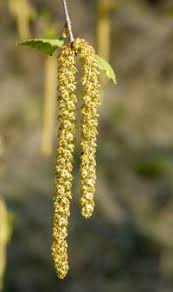 Attēlu rezultāti vaicājumam “Betula pendula flower”