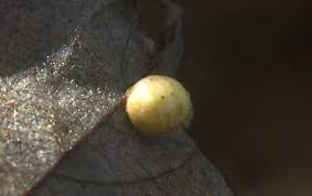 Attēlu rezultāti vaicājumam “Euura pedunculi”