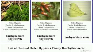 Attēlu rezultāti vaicājumam “Eurhynchium hians”