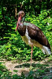 Attēlu rezultāti vaicājumam “Ciconia nigra”