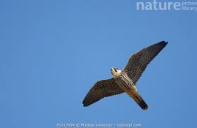 Attēlu rezultāti vaicājumam “Falco subbuteo”