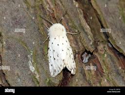 Attēlu rezultāti vaicājumam “Spilosoma lubricipeda”
