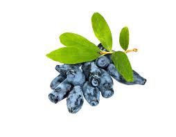 Attēlu rezultāti vaicājumam “Lonicera caerulea var. pallasii fruit”