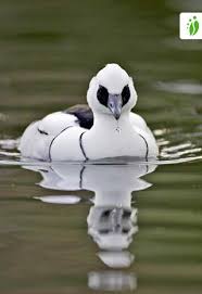 Attēlu rezultāti vaicājumam “Mergus albellus”