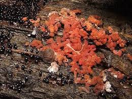 Attēlu rezultāti vaicājumam “Arcyria denudata spores”
