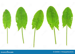 Attēlu rezultāti vaicājumam “Rumex acetosa leaf”