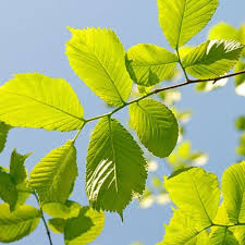 Attēlu rezultāti vaicājumam “Ulmus glabra leaf”