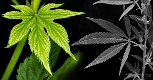 Attēlu rezultāti vaicājumam “Cannabis sativa leaf”