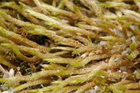 Attēlu rezultāti vaicājumam “Brachythecium albicans”