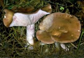 Attēlu rezultāti vaicājumam “Lepista nuda”