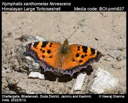 Attēlu rezultāti vaicājumam “Nymphalis xanthomelas”