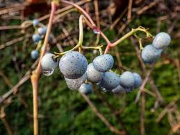 Attēlu rezultāti vaicājumam “Celastrus flagellaris”