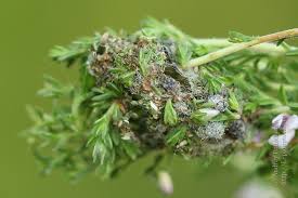 Attēlu rezultāti vaicājumam “Anarta myrtilli larva”