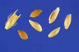 Attēlu rezultāti vaicājumam “Phleum pratense”