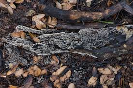 Attēlu rezultāti vaicājumam “Physarum globuliferum spores”