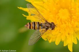Attēlu rezultāti vaicājumam “Leucozona glaucia”