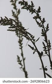Attēlu rezultāti vaicājumam “Ambrosia artemisiifolia bud”