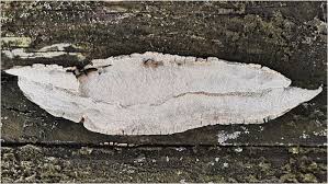 Attēlu rezultāti vaicājumam “Perenniporia medulla-panis”