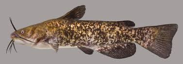 Image result for Ameiurus catus