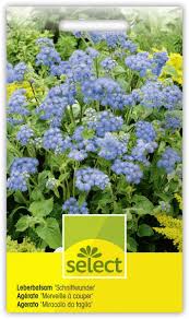 Image result for Leberbalsam