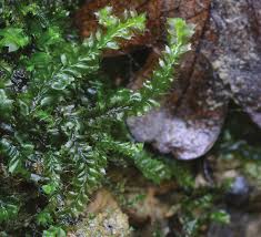 Attēlu rezultāti vaicājumam “Lophocolea bidentata”