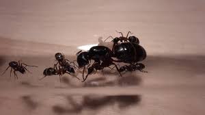 Attēlu rezultāti vaicājumam “Camponotus herculeanus”