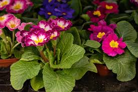 Attēlu rezultāti vaicājumam “Primula x polyantha”