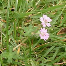Attēlu rezultāti vaicājumam “Geranium molle”