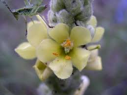 Attēlu rezultāti vaicājumam “Verbascum thapsus flower”