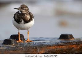 Attēlu rezultāti vaicājumam “Arenaria interpres adult”