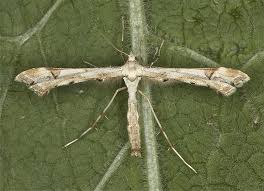 Attēlu rezultāti vaicājumam “Platyptilia gonodactyla”