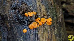 Attēlu rezultāti vaicājumam “Miladina lecithina”