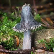 Attēlu rezultāti vaicājumam “Lycogala miserum sessile”