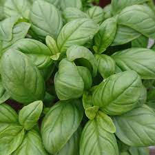 Image result for Basilikum