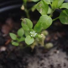 Attēlu rezultāti vaicājumam “Stellaria media”