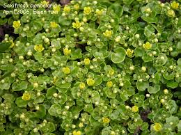 Attēlu rezultāti vaicājumam “Saxifraga cymbalaria flower”