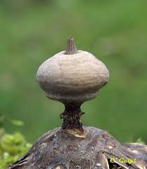 Attēlu rezultāti vaicājumam “Geastrum pectinatum”