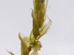 Attēlu rezultāti vaicājumam “Brachythecium albicans”