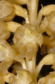 Attēlu rezultāti vaicājumam “Neottia nidus-avis bud”